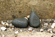 Poire plate en ligne